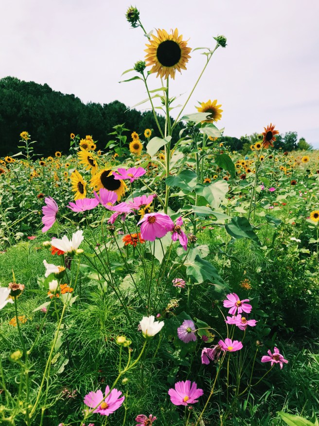 Processed with VSCO with c1 preset