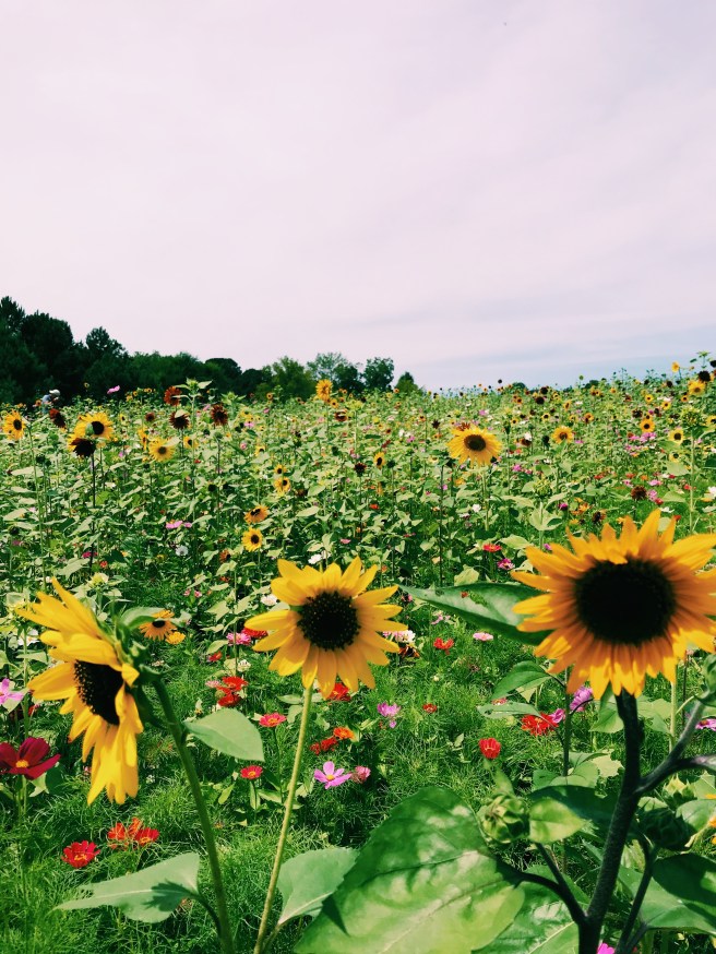 Processed with VSCO with c1 preset