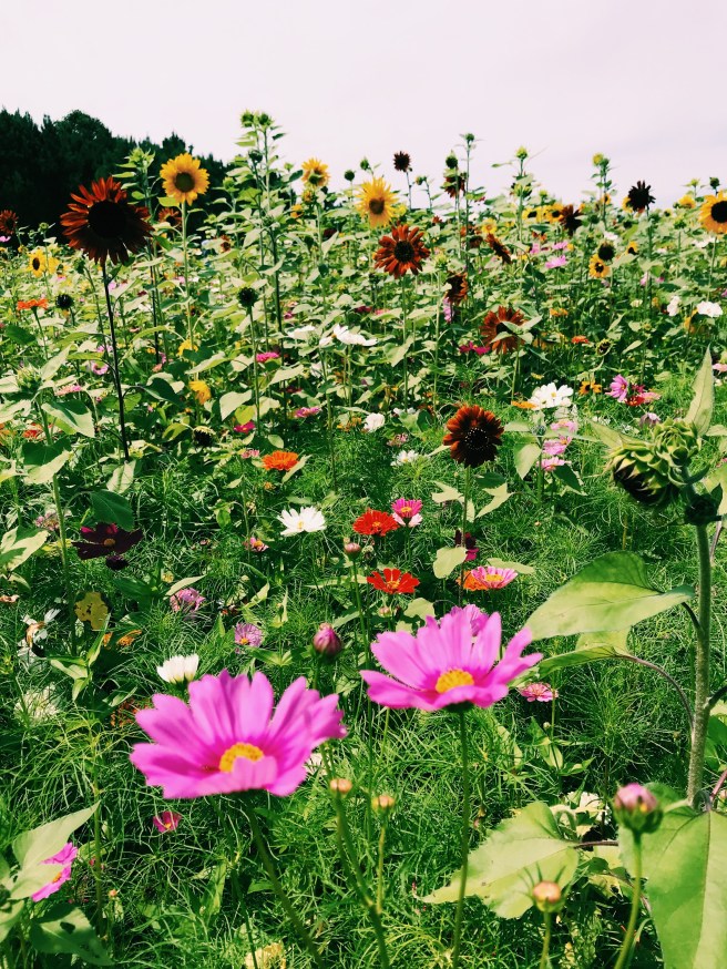 Processed with VSCO with c1 preset